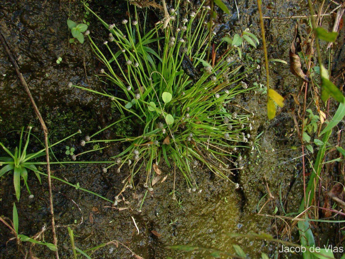 Eriocaulon truncatum Buch.-Ham. ex Mart.